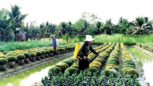 Người trồng hoa chạy đua với thời tiết