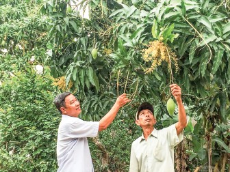 Xoài cát Hòa Lộc thất mùa vụ Tết