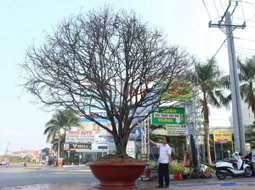 Độc đáo cây mai tiền tỉ ở khu Nam Cần Thơ