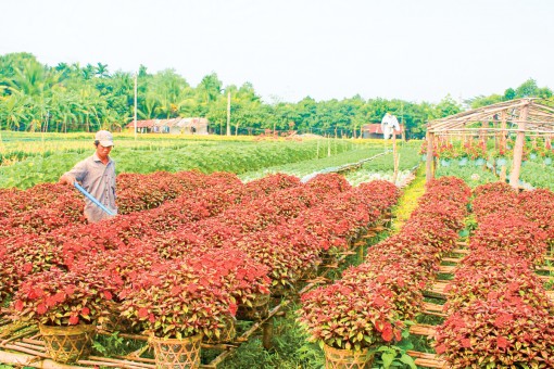 Tạo đột phá để nông nghiệp Cần Thơ phát triển