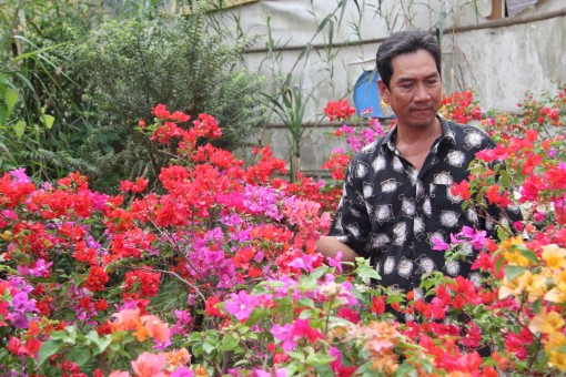 Đặc sắc hoa giấy 6 màu chưng tết