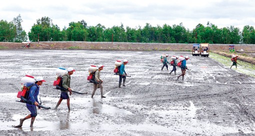 Phát triển đa mục tiêu Tứ giác Long Xuyên