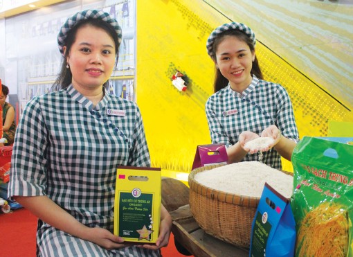 Chờ cánh chim đầu đàn