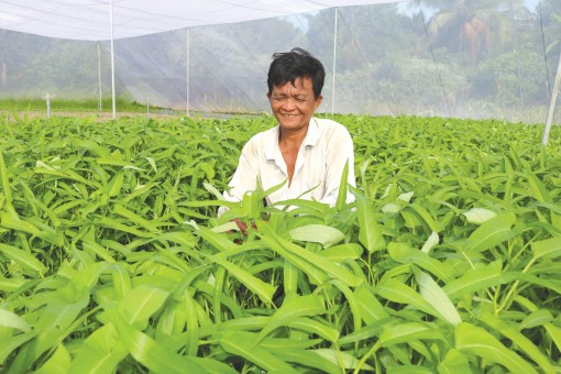 Gió mới từ kinh tế hợp tác