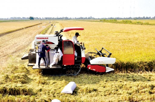 Quy hoạch, tái cơ cấu sản xuất lúa bền vững 