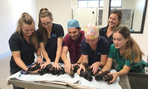 Kỷ lục chó sinh 18 con