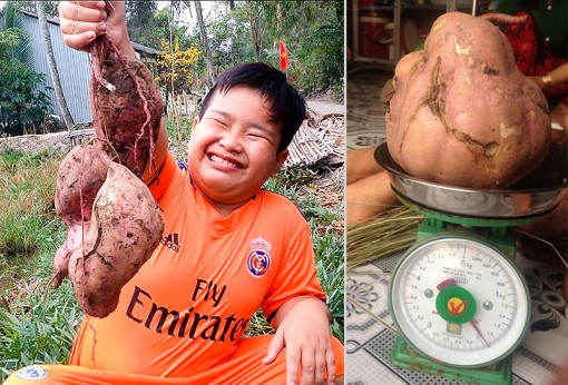 Vườn khoai lang “béo phì” ở Bạc Liêu