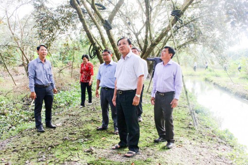 Hỗ trợ kỹ thuật sản xuất để vú sữa Phong Điền xuất khẩu