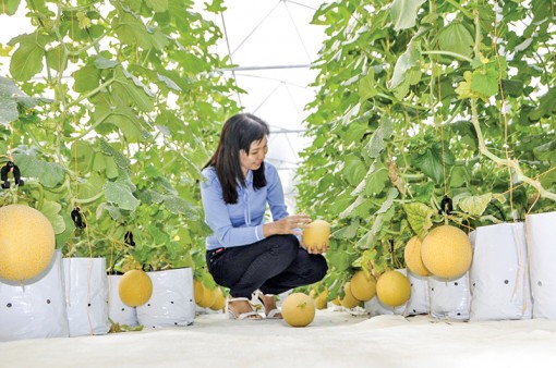 Trồng thành công dưa lưới  trong lòng thành phố