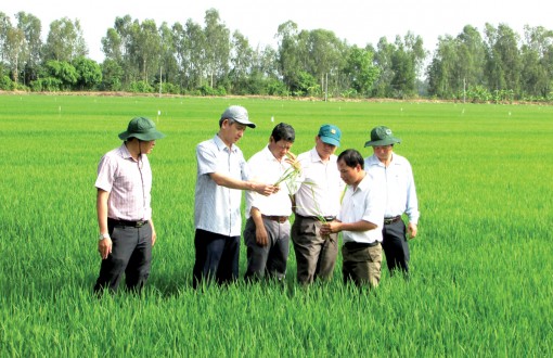 Sản xuất lúa theo hướng an toàn thực phẩm