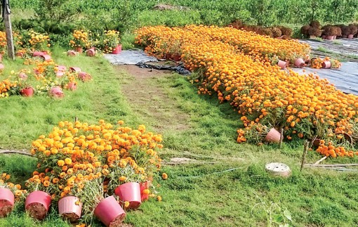 Để cung gặp cầu