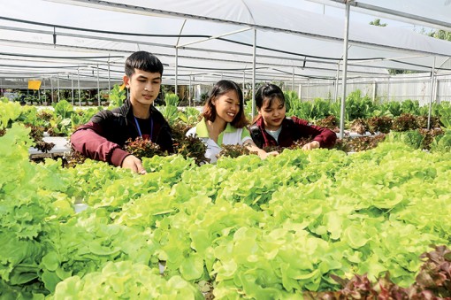 Diện mạo mới cho nông nghiệp đô thị<br>
<I>Bài 1:  Nông nghiệp đô thị chuyển mình</I>