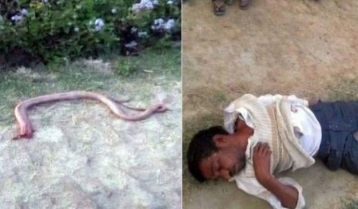 Nhập viện vì cố cắn con rắn để trả thù