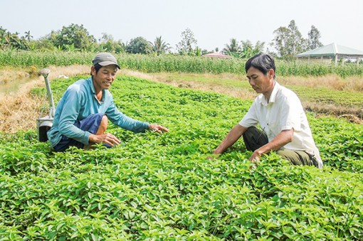 Giúp dân ổn định cuộc sống