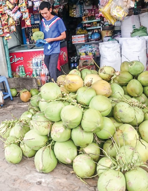 Giá dừa tươi tăng