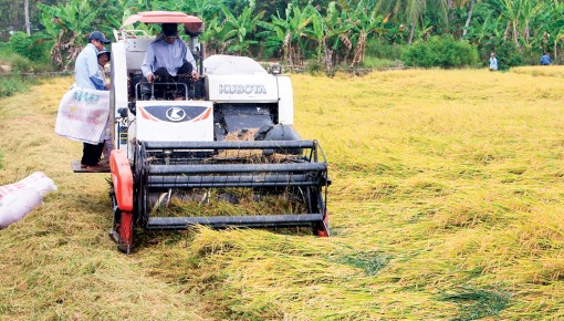 Thới Lai hỗ trợ nông dân

thu hoạch lúa đông xuân