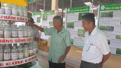 Viện Lúa ĐBSCL: Giới thiệu 24 giống lúa triển vọng vụ đông xuân 2017-2018