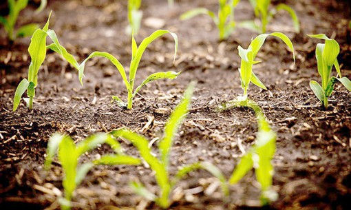 Biến đổi gien có thể giúp cây trồng tiết kiệm 25% nước