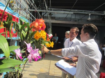 50 tác phẩm tham gia Hội thi hoa lan 
của Câu lạc bộ Hoa Lan Cần Thơ