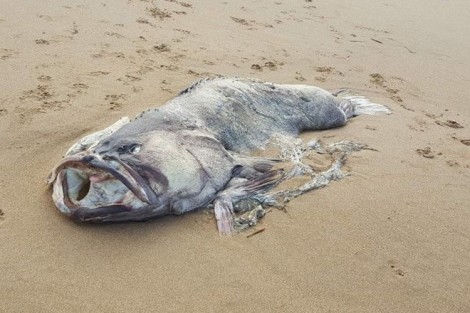 Cặp vợ chồng phát hiện ra xác "quái vật biển" ở bờ biển Australia