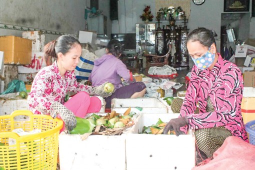 Thúc đẩy xuất khẩu trái cây vào các thị trường khó tính