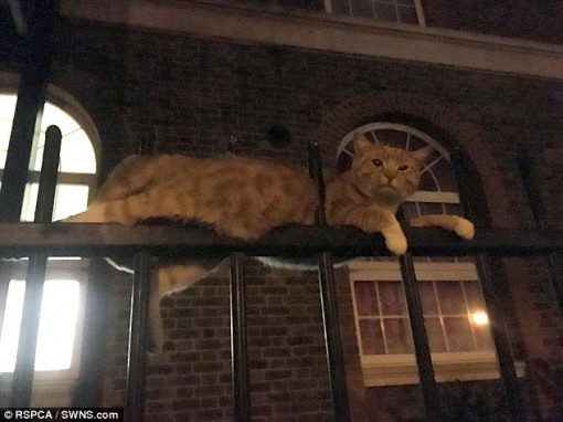 Con mèo may mắn sống sót dù bị 3 thanh thép đâm ngang thân