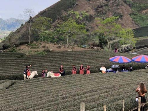 Lên Mộc Châu ngày xuân