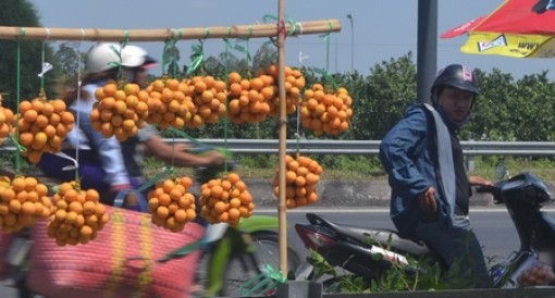 Thanh trà vào vụ được giá