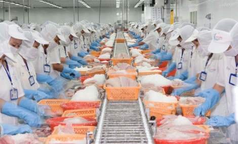 Giá cá tra nguyên liệu tăng kỷ lục