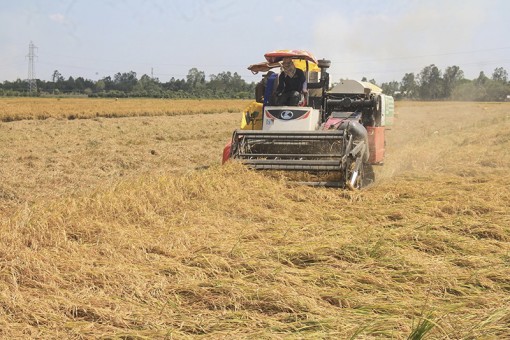 Cờ Đỏ sản xuất lúa gắn

với hợp đồng bao tiêu