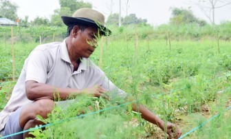 ដាំ​ទំ​ពាំង​បា​រាំង