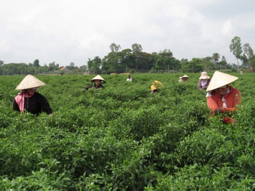 Giá ớt tăng, nông dân vẫn kém vui
