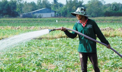 ដាំ​ដំ​ណាំ​លើ​ដី​ស្រែ​