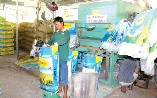 Lúa giống tăng giá