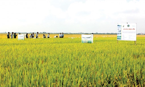 Giảm lượng lúa giống

gieo sạ nhờ cơ giới hóa