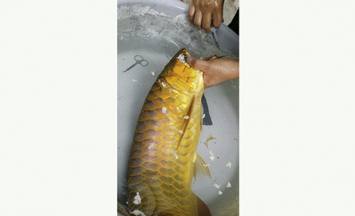 Phẫu thuật thẩm mỹ

cho... cá