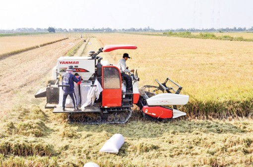 Để doanh nghiệp thuận lợi đầu tư dây chuyền sản xuất, xuất khẩu gạo