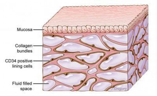 Phát hiện nội tạng mới của cơ thể