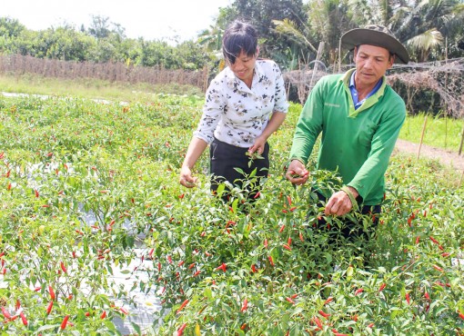 Triệu phú trồng màu