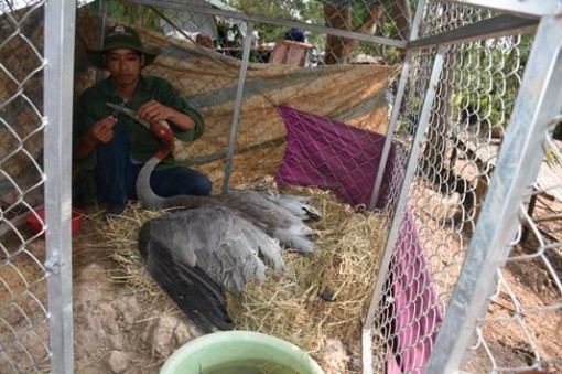 Sếu đầu đỏ gần 30 tuổi ở Tràm Chim không qua khỏi vì già yếu