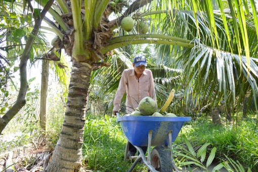 Quản lý, khai thác thương hiệu “Dừa uống nước xiêm xanh Bến Tre”