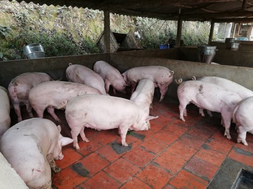 Cần kiểm soát chặt việc tăng đàn heo