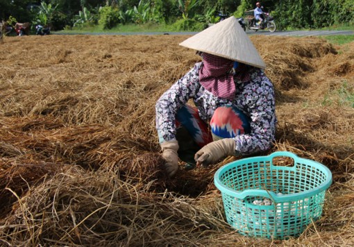 Nấm rơm giảm giá