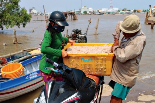 Nhộn nhịp mùa ruốc