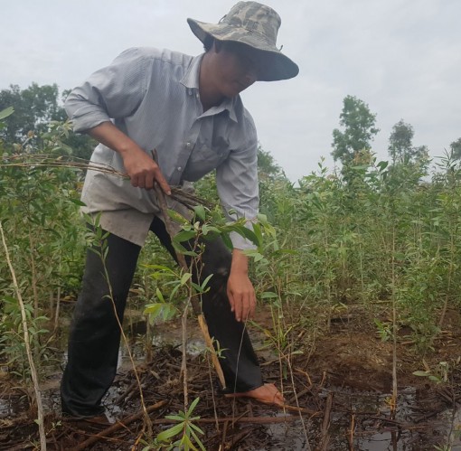Giao khoán hơn 21.600 ha rừng và đất lâm nghiệp