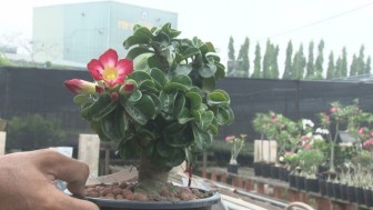 Lạ mắt với giống hoa sứ có lá xoắn thành chùm