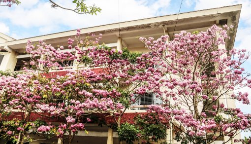 Mùa hoa hội ngộ