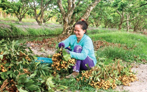 Giá nhãn tiêu da bò tăng cao