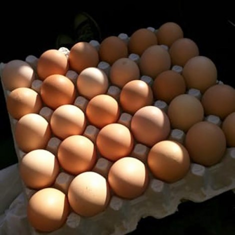 Thu hồi hơn 200 triệu quả trứng gà nghi nhiễm salmonella
