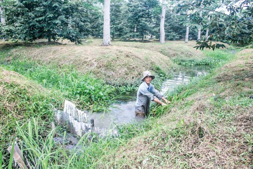 Tích cực bảo vệ vườn cây mùa nắng nóng